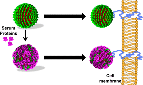 ApogeeFlow纳米流式仪文章分享,澳洲墨尔本大学科研团队发表 “Monoclonal Antibody-Functionalized Polymer Particles: Targeting Cancer Cells in the Presence of Protein Coronas” 报告