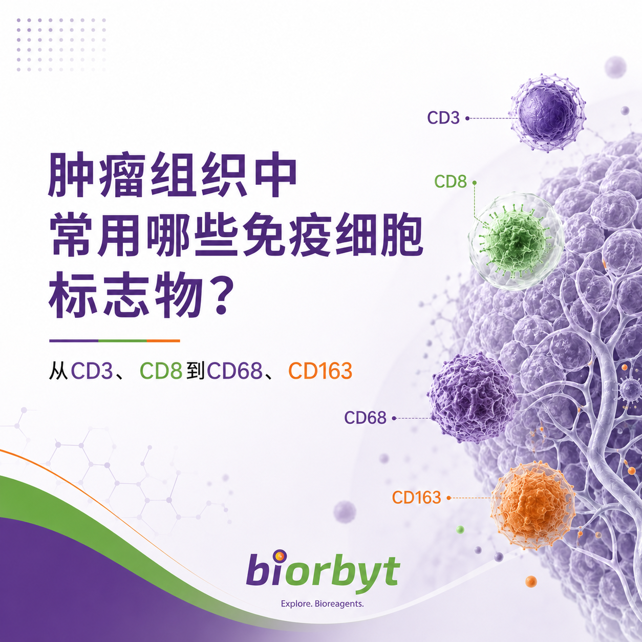 肿瘤组织中常用哪些免疫细胞标志物？