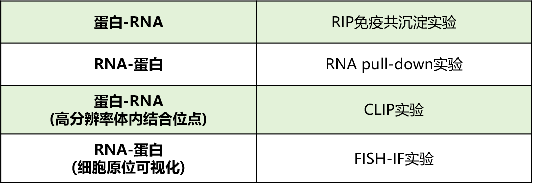 做RNA结合蛋白验证不用愁！两大经典RIP、RNA pull down实验一次性讲清-辉骏生物