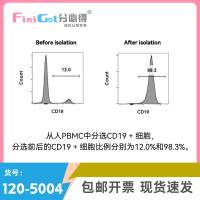 人CD19+细胞正选试剂盒
