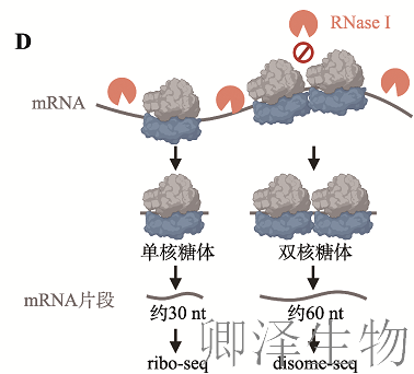 【Disome-seq 技术专题 · 第 1 期】