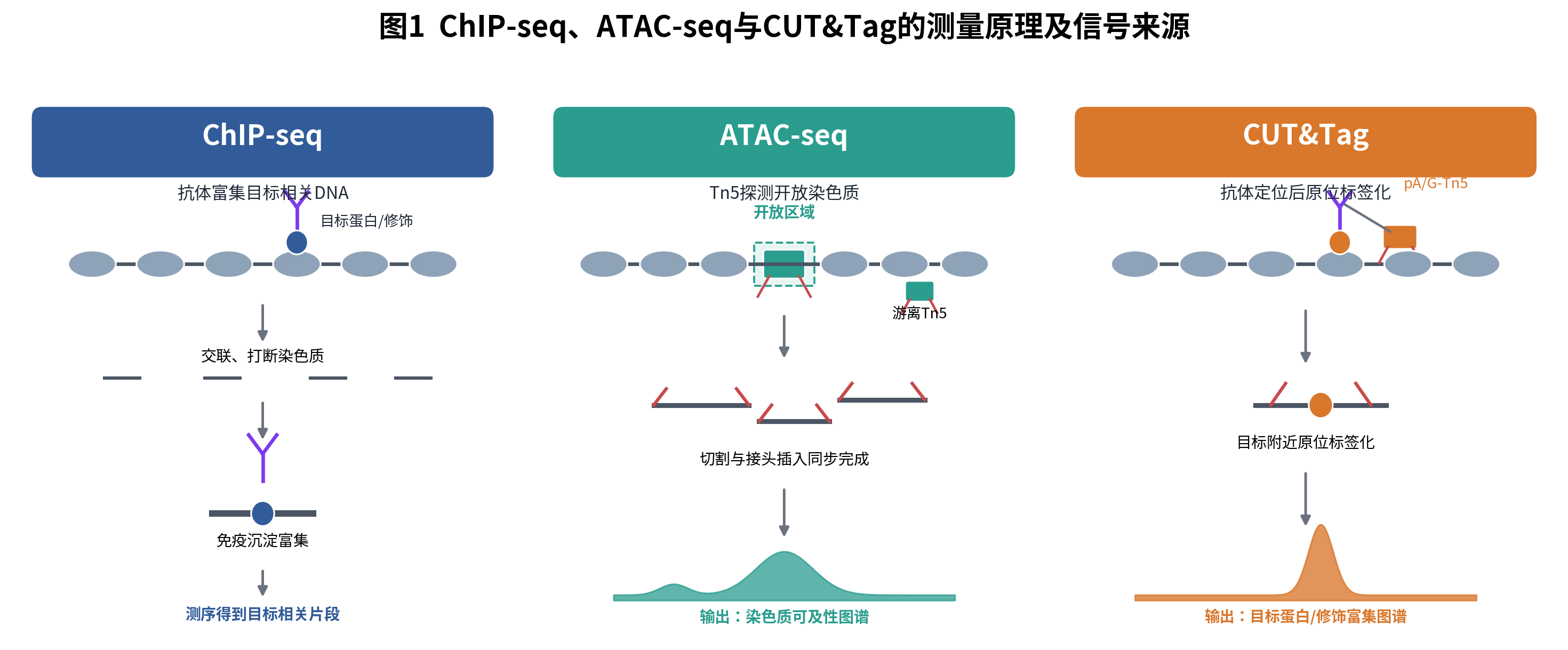 ChIP-seq、ATAC-seq与CUT&Tag 生信分析差异、结果使用与科学解读