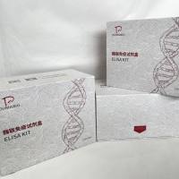 猪(Porcine)热休克转录因子2(HSF2)ELISA检测试剂盒
