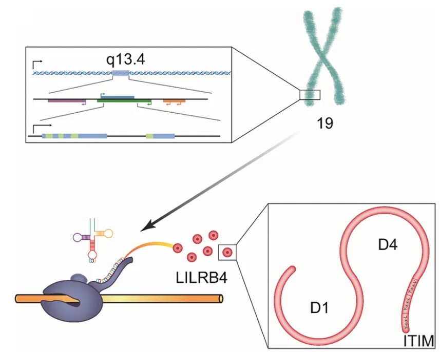 【热门靶点解析】LILRB4结构、功能及相关靶向药物研究
