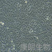 HUVEC(HUV-EC-C)人脐静脉血管内皮细胞