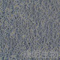 HeLa;人宫颈癌细胞