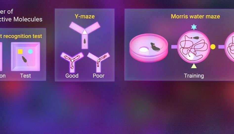 神经生物学动物行为学实验汇总：小鼠学习记忆、焦虑、抑郁及运动功能经典检测范式详解