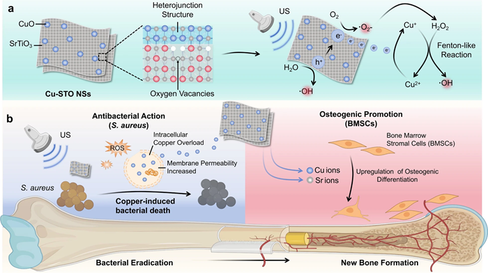 BMG LABTECH多功能酶标仪文献分享,山东大学团队发表在Journal of Nanobiotechnology “Leveraging piezo-augmented copper-induced bacterial death of sub-1 nm CuO-SrTiO3-x heterojunction nanosheets for osteomyelitis eradication”