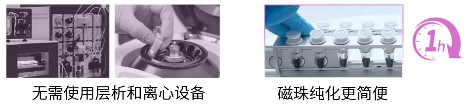 蛋白纯化鉴定实验“低效拯救指南”