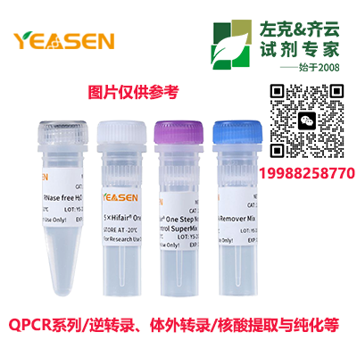 G Protein-Coupled Receptor Kinase 6 Recombinant Rabbit mAb [KD验证]产品图