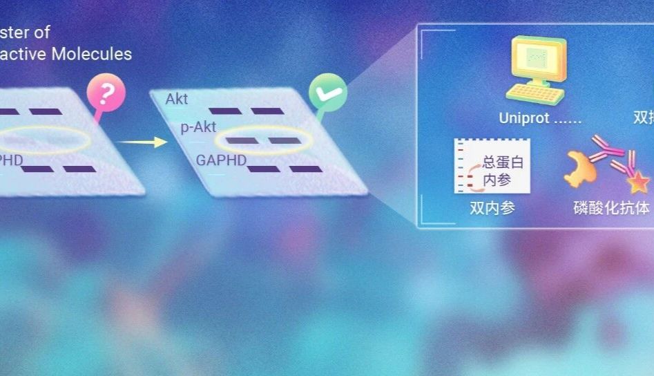 蛋白磷酸化 WB 实操详解：从位点验证、抑制剂添加到抗体选择与信号通路数据分析
