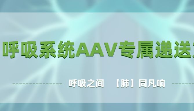 呼吸之间，【肺】同凡响 | 呼吸系统AAV专属递送方案：高效精准，告别脱靶