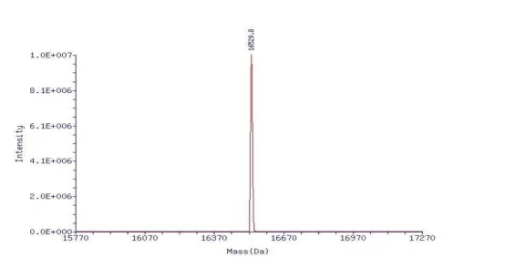 分子量少了18 Da，稳定性却大幅提升——环状单链DNA的“圆环密码”