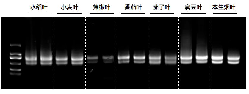 【水稻叶、辣椒叶、番茄叶、小麦叶、茄子叶、扁豆叶、本生烟叶RNA电泳图】