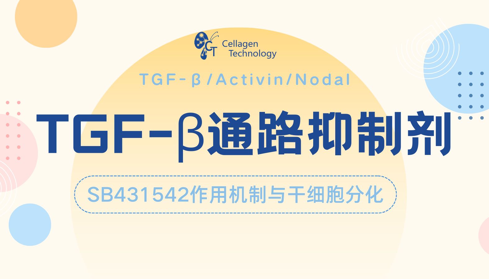 TGF-β通路抑制剂：SB431542作用机制与干细胞分化实验应用解析
