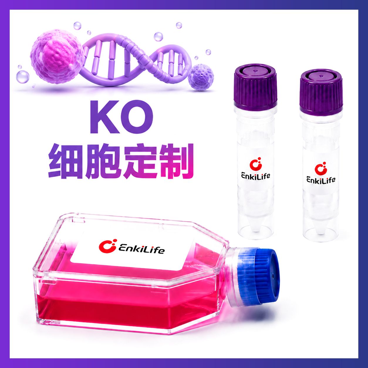 HCT 116细胞YBX3基因敲除细胞株产品图
