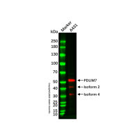 Recombinant PDLIM7 Antibody,PBS Only, 见COA,阿拉丁