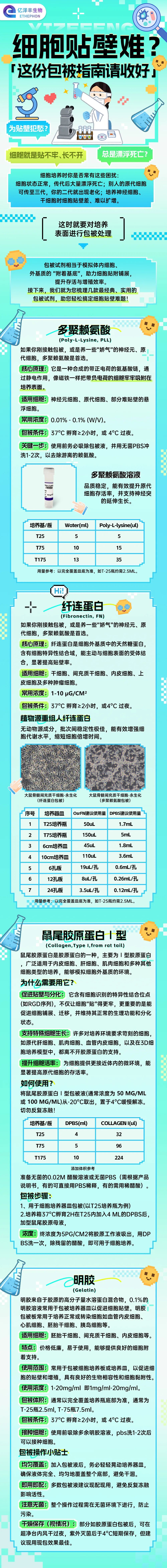 细胞贴壁难？四款包被试剂助你轻松搞定