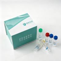 细菌DNA检测试剂盒（PCR-荧光探针法）