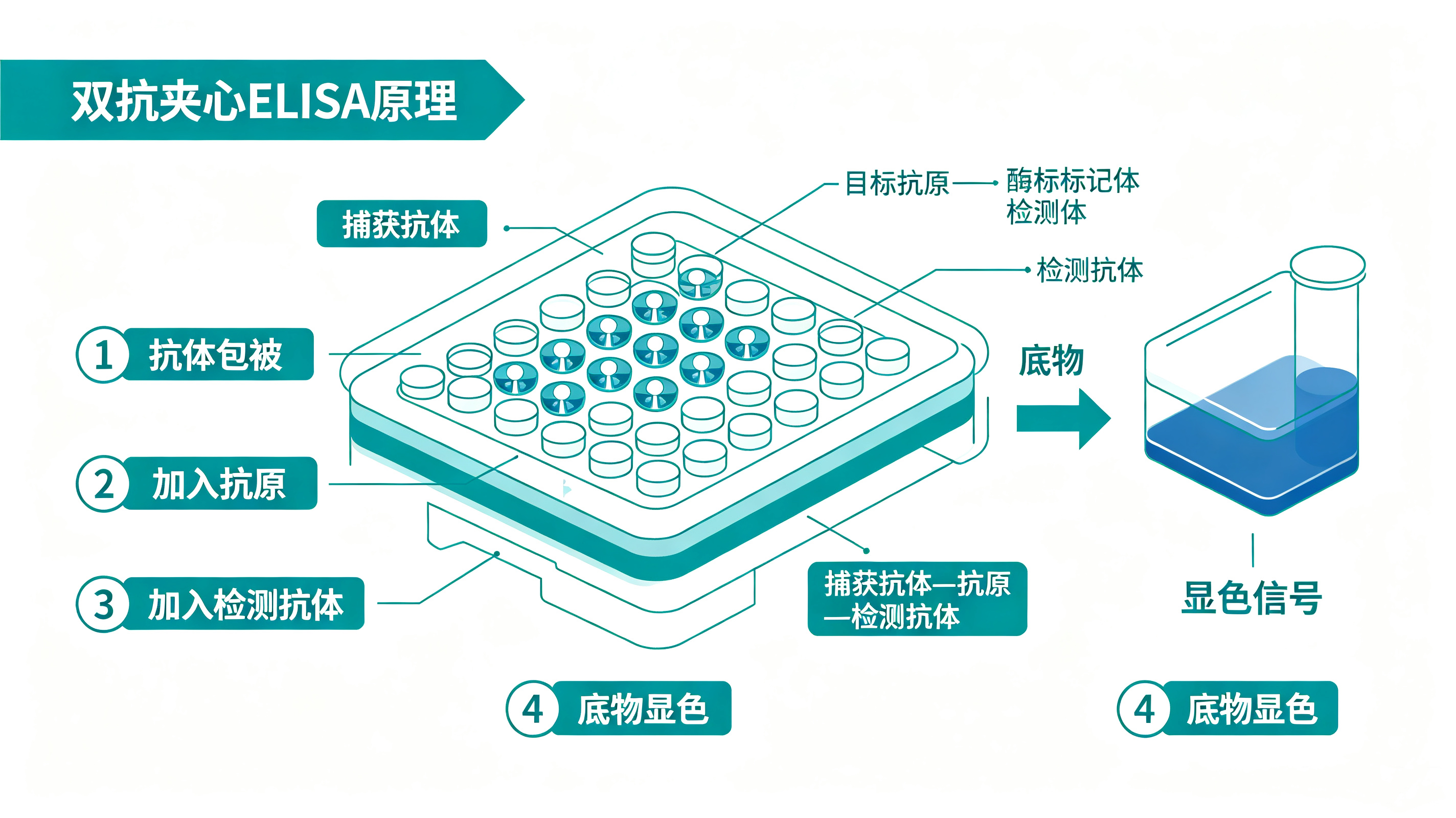 双抗.jpg