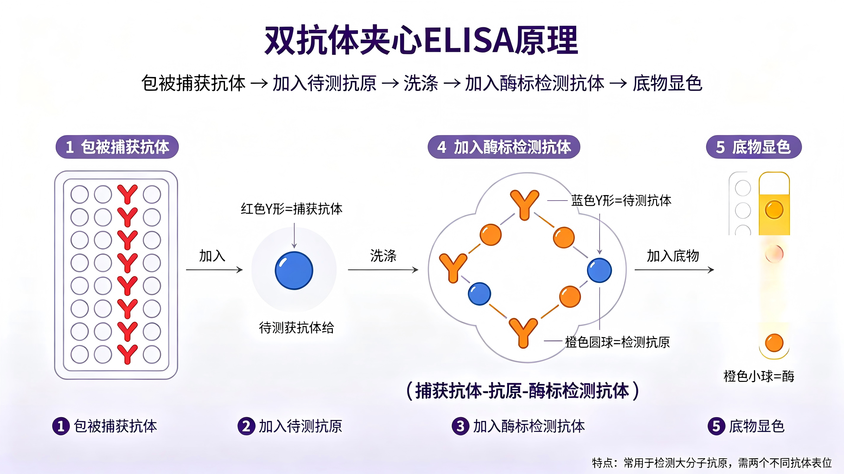 双抗夹心.png