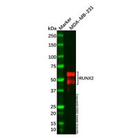 Recombinant RUNX2 Antibody，重组, ExactAb™, 已验证, 见COA，阿拉丁