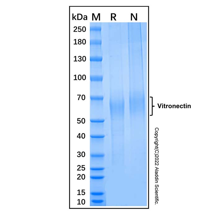 Recombinant Human Vitronectin Protein，无动物源,无载体,生物活性,ActiBioPure™,低内毒素,高性能,≥95%(SDS-PAGE),Powder, 胚胎细胞培养级,灭菌，阿拉丁