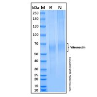 Recombinant Human Vitronectin Protein，无动物源,无载体,生物活性,ActiBioPure™,低内毒素,高性能,≥95%(SDS-PAGE),Powder, 胚胎细胞培养级,灭菌，阿拉丁