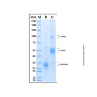 Recombinant Human PlGF Protein,无动物源, 无载体, 生物活性, ActiBioPure™, His标签, PBS Only, ≥90%(SDS-PAGE), 见COA,阿拉丁