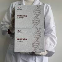 猪（Porcine）肌酸激酶(CK)ELISA检测试剂盒  