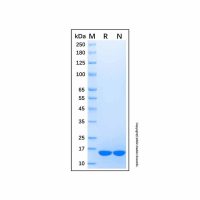 Recombinant Equine IL-1 beta/IL-1F2 Protein，无载体,PBS Only,≥95%(SDS-PAGE)，阿拉丁