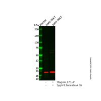 IL-6 Antibody,ExactAb™, 已验证, 1.0 mg/mL,阿拉丁
