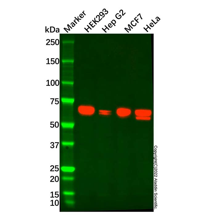 AMPK alpha 2 Mouse mAb，ExactAb™, Validated, Carrier Free, 0.5 mg/mL，阿拉丁