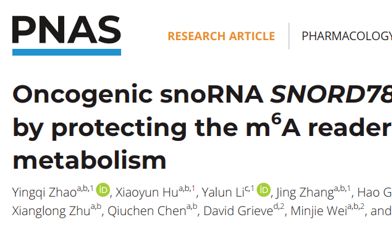 客户文章 | SNORD78通过稳定m6A识别蛋白IMP2重塑磷脂代谢并驱动结直肠癌进展