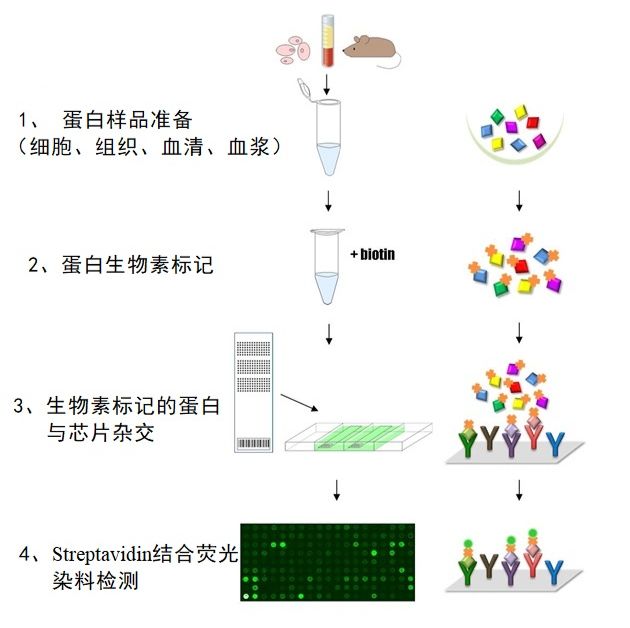 信号通路广筛抗体芯片（CSP100_plus）