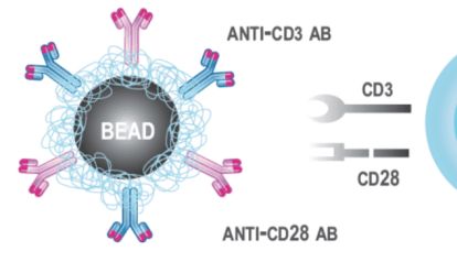 新品上市｜斯达特 Human T Cell Activation Nanobeads：高效激活人T细胞的磁珠解决方案