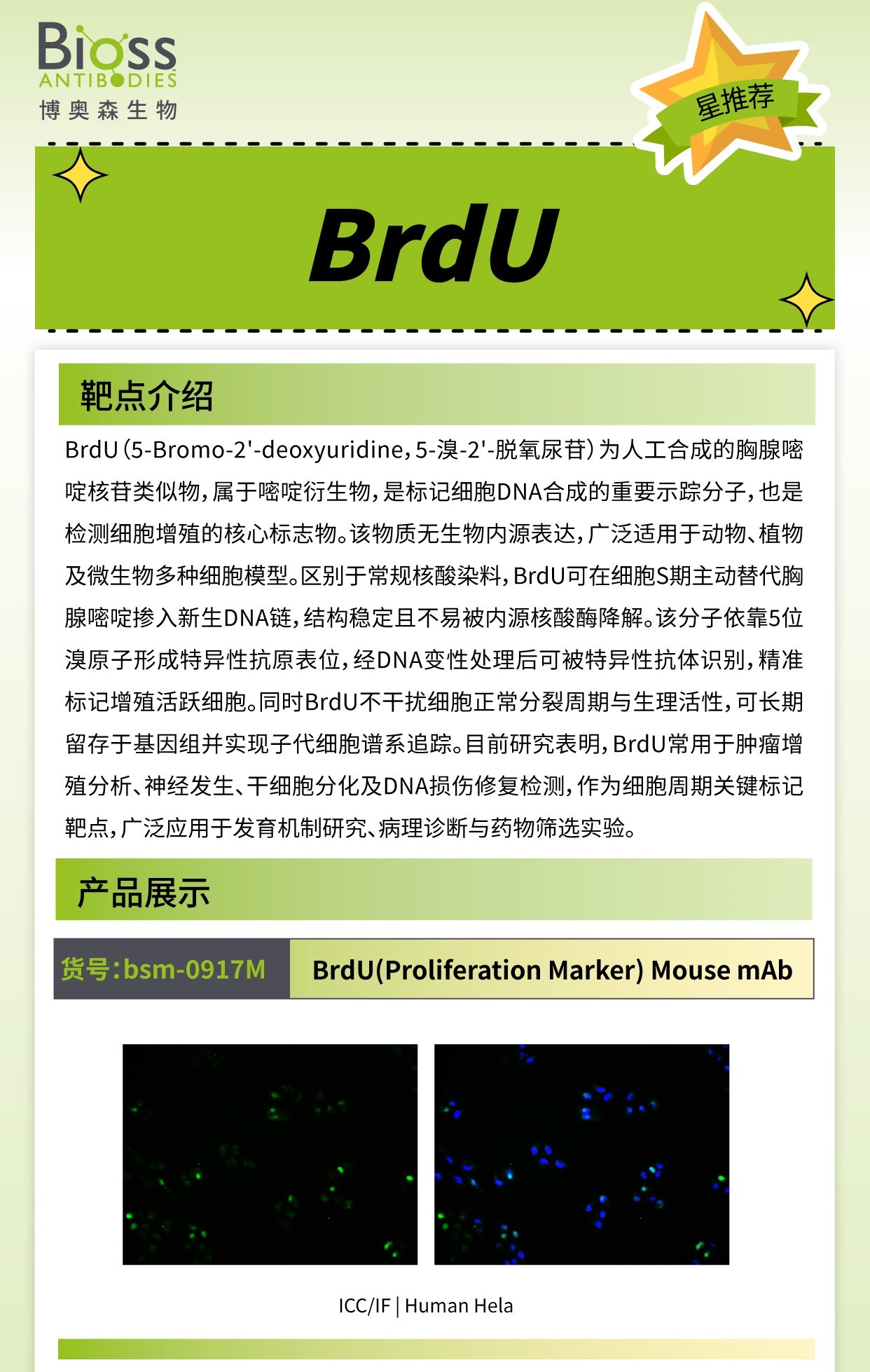 博奥森星推荐 | BrdU 抗体
