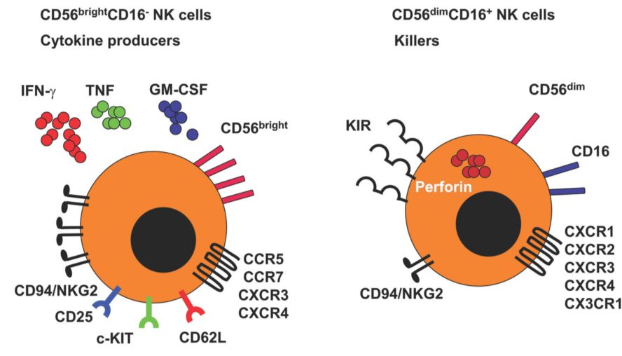 破解NK细胞分选难题：斯达特全新Human NK Cell分选产品重磅上市！