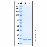 Recombinant Mouse IL-1 alpha/IL-1F1 Protein，无载体,PBS Only,≥95%(SDS-PAGE)，阿拉丁