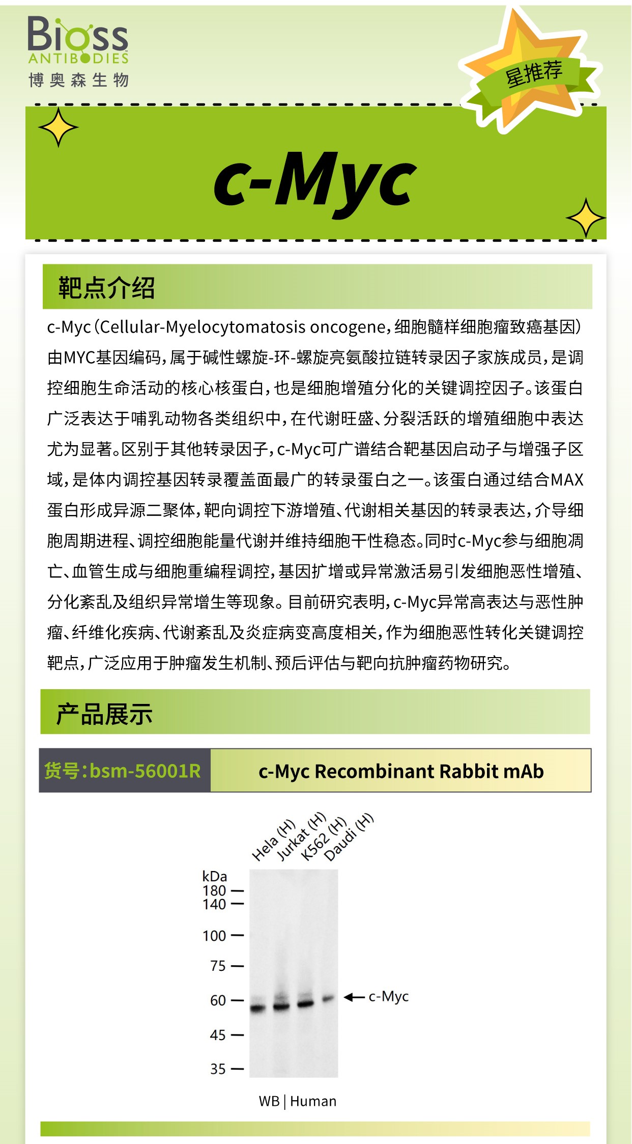 博奥森星推荐 | c-Myc 抗体