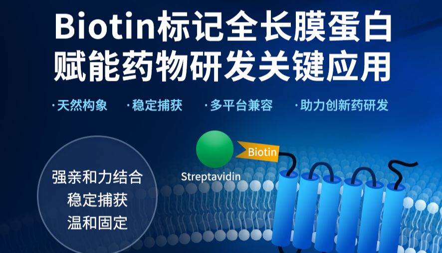 Biotin标记全长膜蛋白在药物研发中的关键应用：从SPR结合分析到抗体筛选