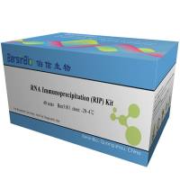 RNA免疫沉淀试剂盒(RIP Kit,12T)