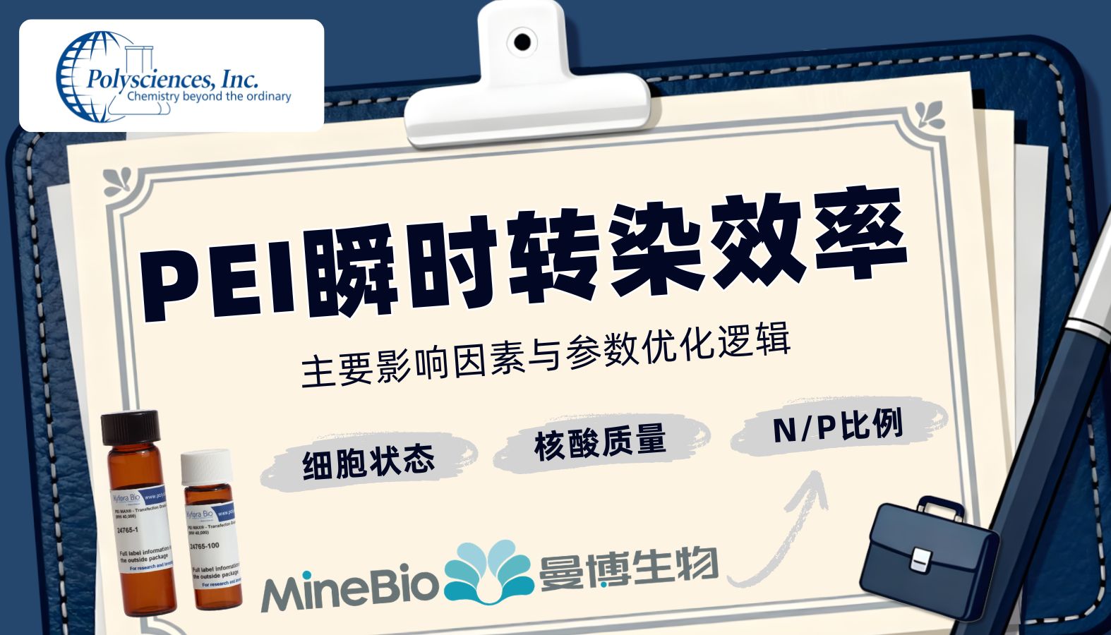 PEI瞬时转染效率的主要影响因素与参数优化逻辑