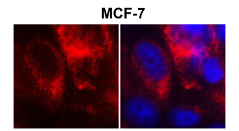 产品细节图片2