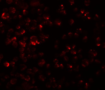产品细节图片3