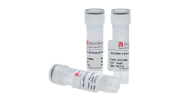 Anti-HMPV F/Fusion glycoprotein F0 Polyclonal Antibody