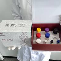 猪(Porcine)胶原酶I(Collagenase I)ELISA检测试剂盒