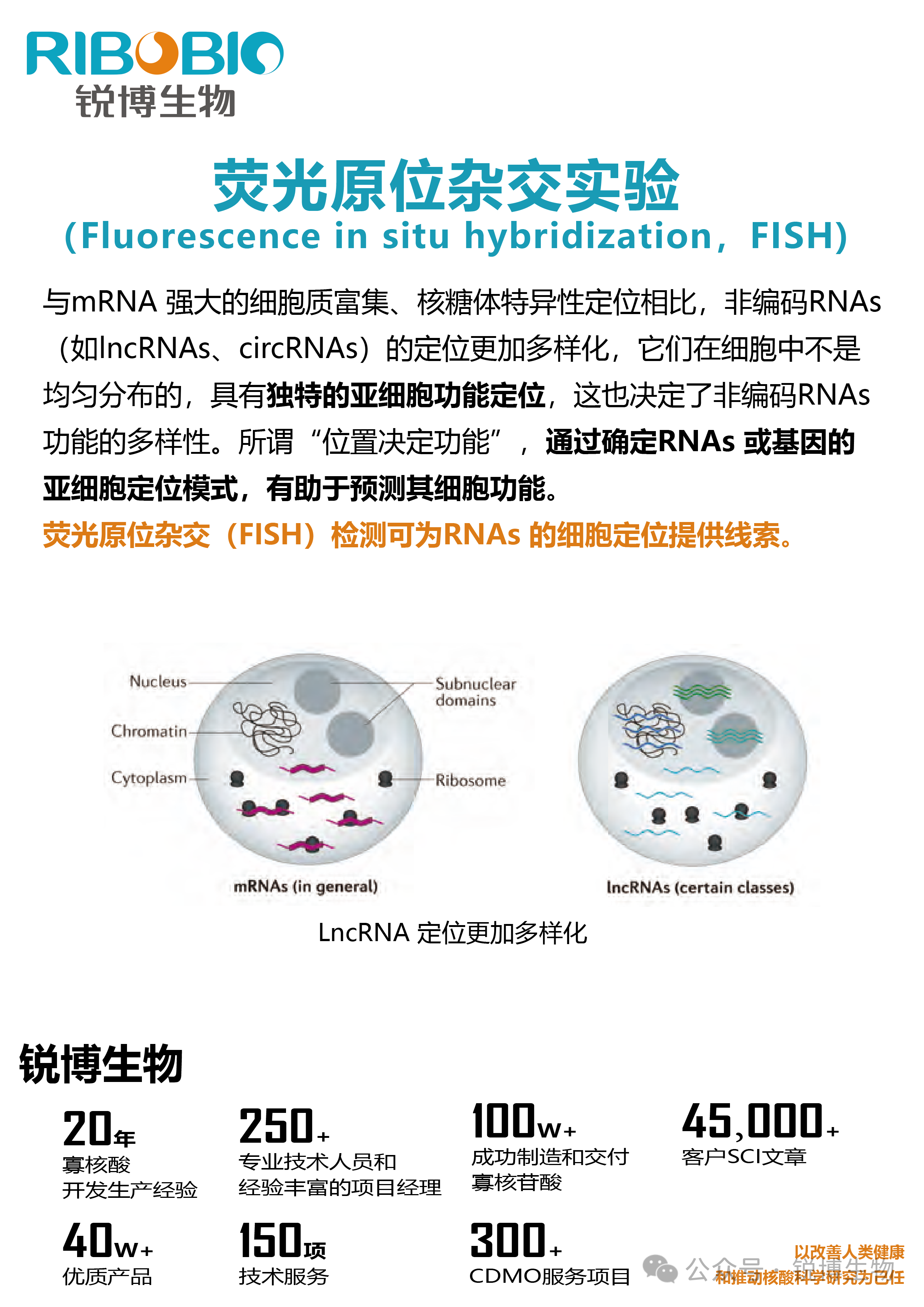 产品推荐|FISH实验
