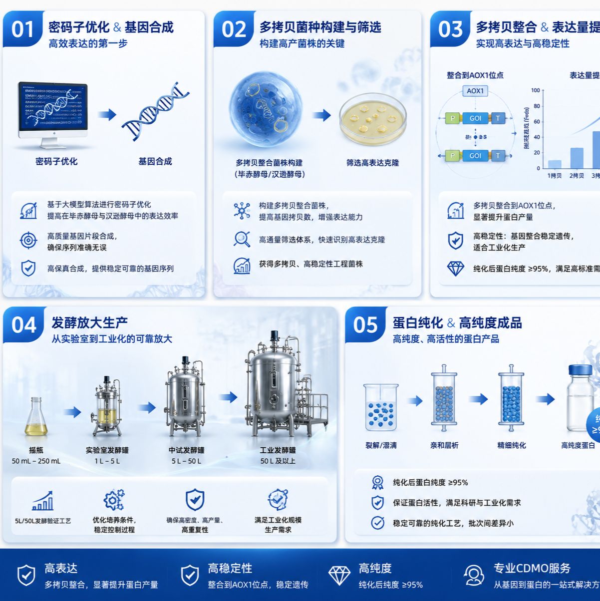 毕赤酵母表达蛋白