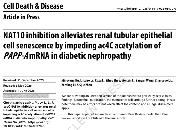 Cell Death & Disease（IF=12.2）|康测科技acRIP-seq助力揭示NAT10/ac4C调控糖尿病肾病中的肾小管衰老分子机制